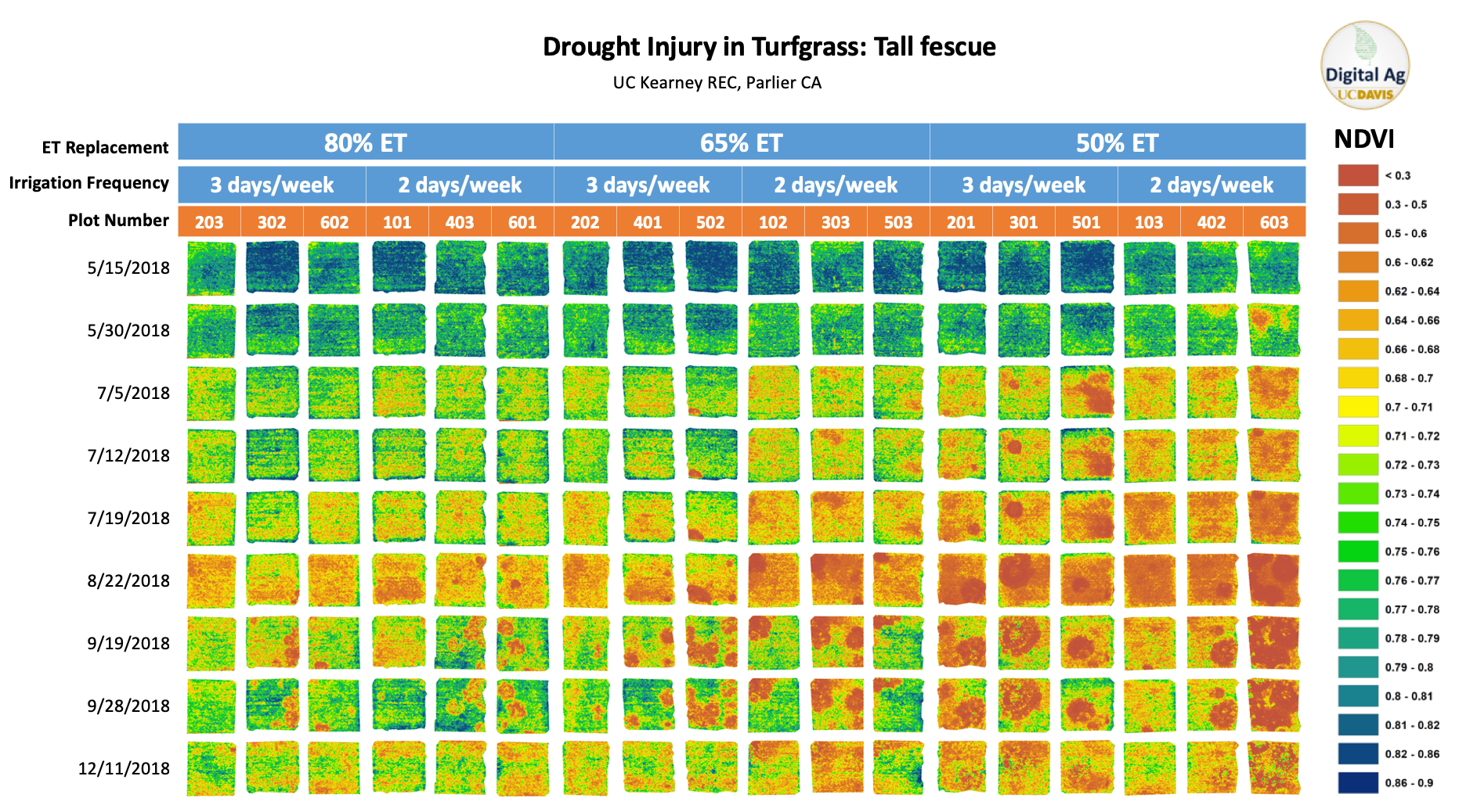 Drought injury in tall fescue turfgrass over time (deficit irrigation started in may 2018)