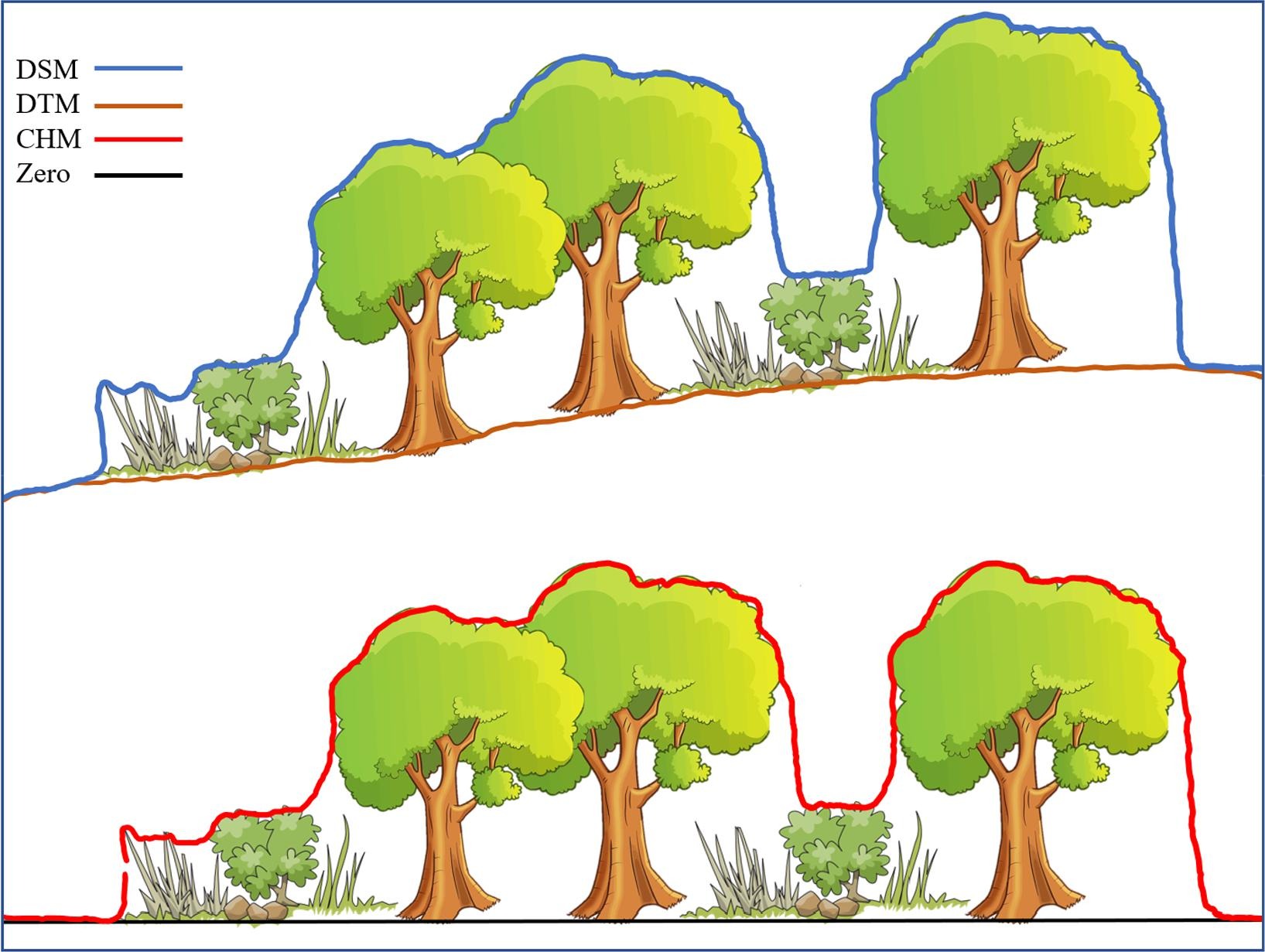 Graphical representation of DSM, DTM, CHM, and zero line. DSM and DTM are measured as sea level elevation, while CHM represents the height of each element from the ground level