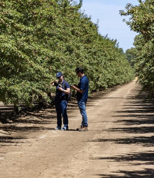 Leaf Monitor tools in an almond field being tested by Dr alireza pourreza