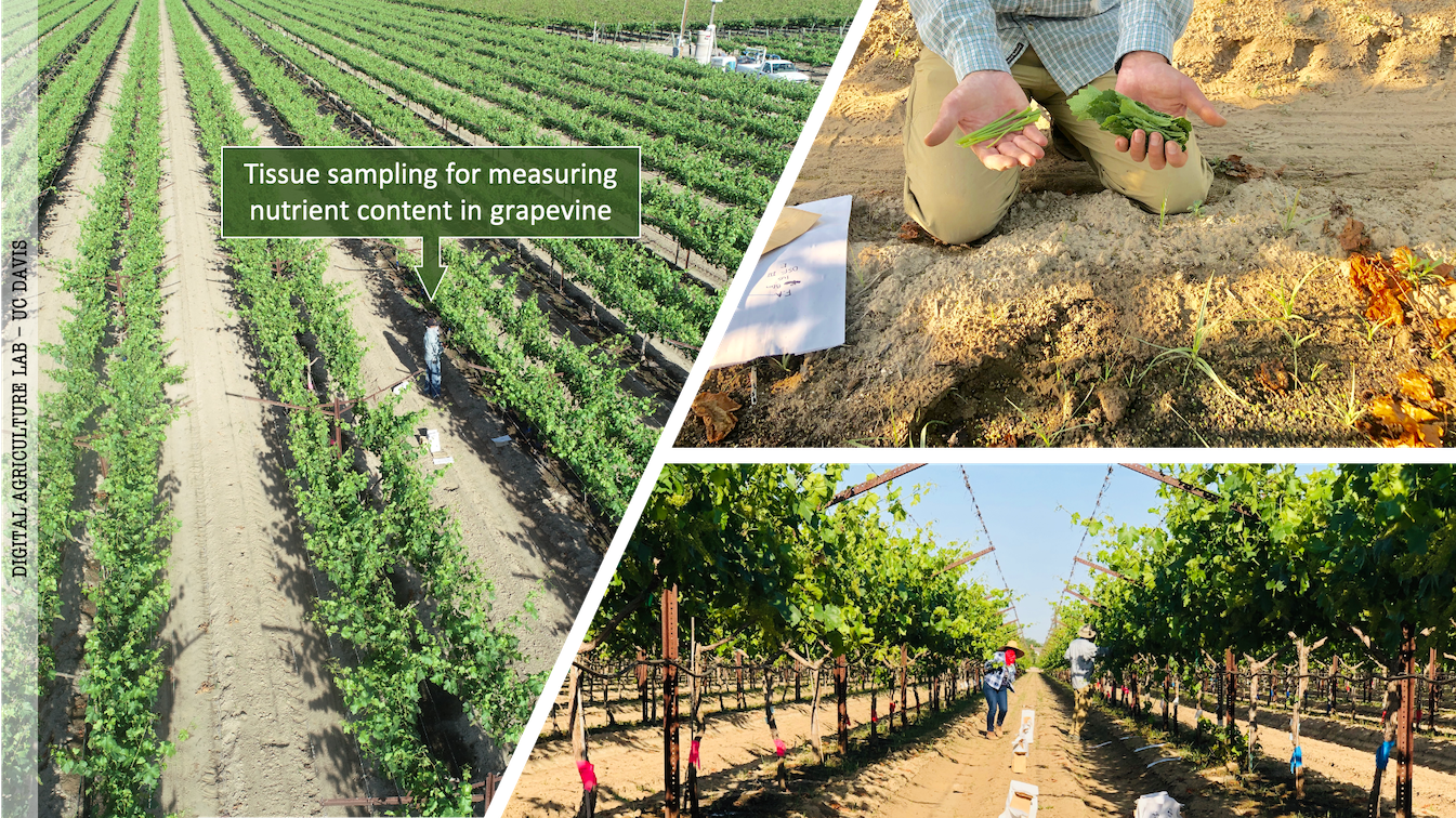 tissue sampling hires vineyard nutrition