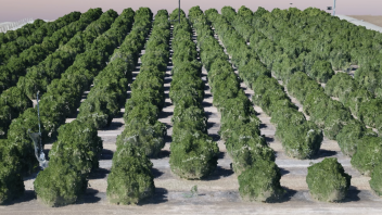 Citrus Virtual Orchard