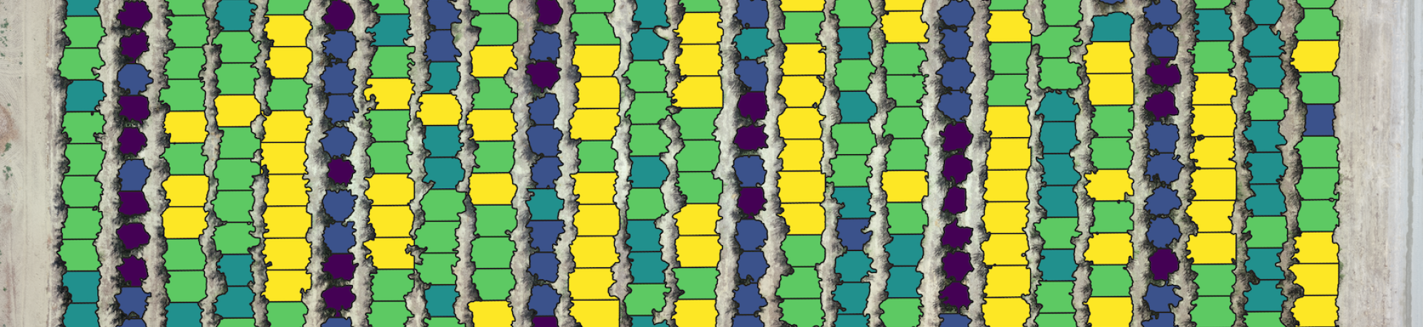 Almond Canopy Cover measured by Virtual Orchard technique developed at Digital Ag Lab Alireza Pourreza